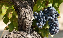 Cépage grenache à haut rendement épris de chaleur