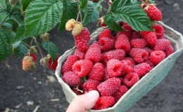 Die besten Sorten von großfruchtigen Himbeeren