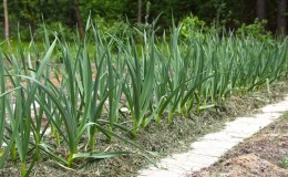 Zwiebeln und Knoblauch im selben Garten: Ist es möglich, sie zusammen zu pflanzen?