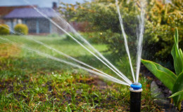 Hoeveel en hoe vaak de abrikoos in de zomer water moet geven: gedetailleerde instructies