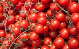 We telen kleine tomaten in de tuin en thuis - de 