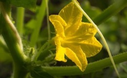 Wat te doen met onvruchtbare bloemen op komkommers in een kas en hoe ze voorkomen kunnen worden