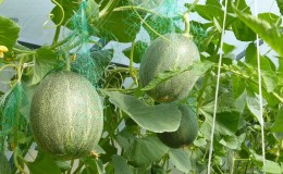 Anleitung zum Anbau von Melonen in Sibirien auf freiem Feld für Anfängergärtner