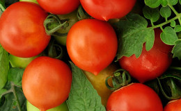 Waarom houden ze van tomaten uit de Peach-serie?