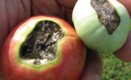 How to get rid of top rot: proven drugs and folk remedies