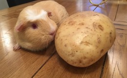 Raw and boiled potatoes as feed for guinea pigs, hamsters and livestock