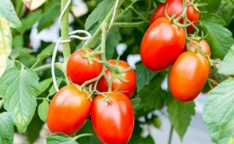 How to grow a Chio-Chio-san tomato in an open field or greenhouse: a step-by-step guide and advice from experienced summer residents