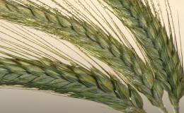 What is triticale, what it looks like and where it is used