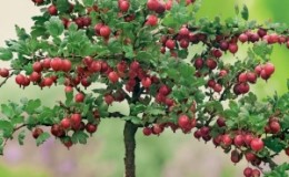 Wachsende Stachelbeeren auf einem Stamm