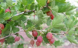 Langkah utama untuk merawat buah gooseberry pada musim bunga selepas musim sejuk untuk menuai yang baik