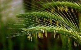 Wie und warum Harnstoff nach der Weizenblüte verwenden