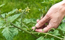 We leren van ervaren zomerbewoners hoe je tomaten correct knijpt: een analyse van de nuances en een stapsgewijze beschrijving van het proces