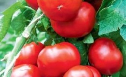 An excellent choice for those who want to get a rich early harvest of excellent tomatoes - tomato 