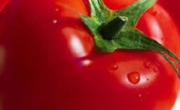 Early ripening hybrid tomato 