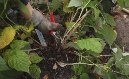 Merkmale der Pflege von Himbeeren in der Region Moskau: wie man sich richtig auf den Winter vorbereitet