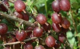 Olavi (Hinnonmaen Punainen) gooseberry yang tahan tinggi dan tahan sejuk