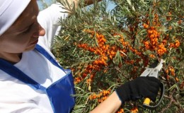 Eine Schritt-für-Schritt-Anleitung zum Beschneiden von Sanddorn im Herbst