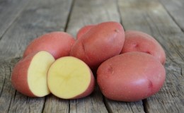 An early ripe variety of Rosar potatoes for the northern regions