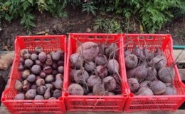 Verse groenten het hele jaar door - hoe bewaar je bieten in een kelder in de winter: creëer ideale omstandigheden en voorkom productbederf