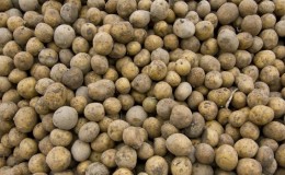 How to distinguish fodder potatoes from table varieties and what are its features