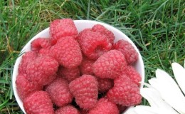 Die besten Sorten remontanter Himbeeren