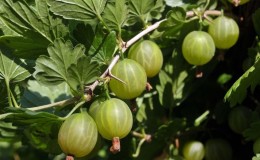 Pelbagai jenis gooseberry yang sedap, besar dan boleh dituai 