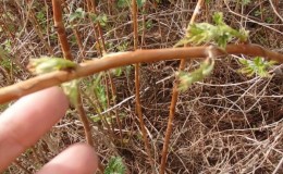 Wie man Himbeeren im Frühjahr richtig beschneidet: eine Schritt-für-Schritt-Anleitung