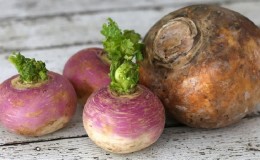 Sự khác biệt giữa Rutabaga và Củ cải là gì