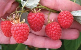 Varieti raspberry terbaik untuk Ural dan keunikan penanamannya