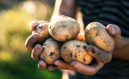 Early ripe potato variety 