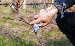 Wann und wie man Trauben im Herbst richtig beschneidet und nach dem Eingriff pflegt