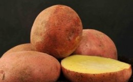 High-yielding, frost-resistant potato variety 