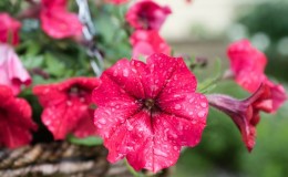 Hoe petunia goed te reanimeren na regen, droogte of andere ongunstige omstandigheden