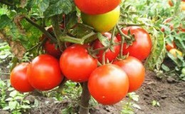 Tomate Gina rezistente și ușor de îngrijit - Un ghid practic pentru creștere