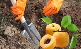 Schritt-für-Schritt-Anleitung zur Selbsttransplantation einer Aprikose im Sommer