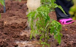 Simpele regels voor een recordopbrengst van tomaten - tomaten voeren met ureum: waarom is het nodig en hoe moet het