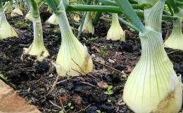 Schritt-für-Schritt-Anleitung zum Anbau von Exible Zwiebeln durch Sämlinge