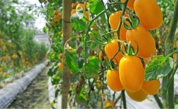 Fulfills the wishes of summer residents about a rich harvest - the 