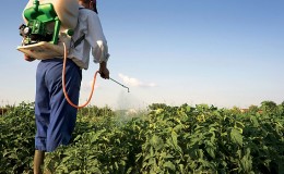 The best recipes for foliar feeding of potatoes and the rules for their introduction