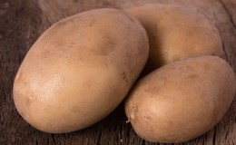 Resistant and fruitful variety of table potatoes 