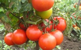 A gift for gardeners from northern regions with a difficult climate - a stable and fruitful tomato 