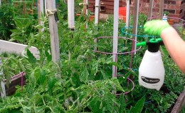 Hoe en wat tomaten te voeren tijdens de bloei en vruchtzetting om een ​​rijke oogst van grote tomaten te verkrijgen