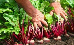 Wanneer bieten uit de tuin halen voor opslag: op tijd oogsten