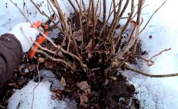 De belangrijkste fasen van bessenverzorging in de lente na winter