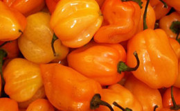 Habanero acı biber nasıl yetiştirilir ve bu bileşeni pişirmede doğru şekilde kullanılır