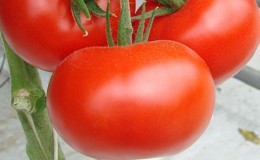 Hoogproductieve tomatenhybride 