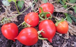 How to grow a Geranium Kiss tomato with compact bushes, rich taste and stable yield