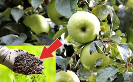 Den Garten richtig düngen: Wie man im Juli einen Apfelbaum für eine gute Ernte füttert