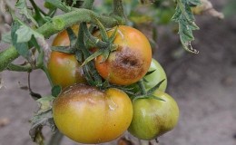 Wir retten die betroffene Ernte von Tomaten oder wie man Tomaten vor Spätfäule bewahrt, wenn sie bereits krank sind