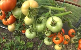 Tomaten sneller laten blozen